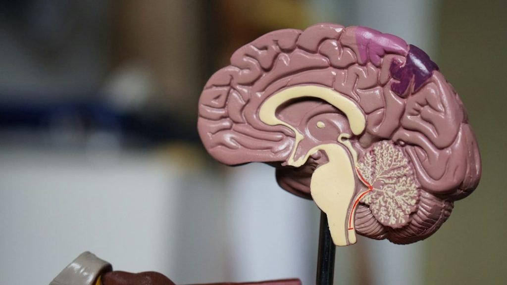 latest in prenatal care and infant's brain